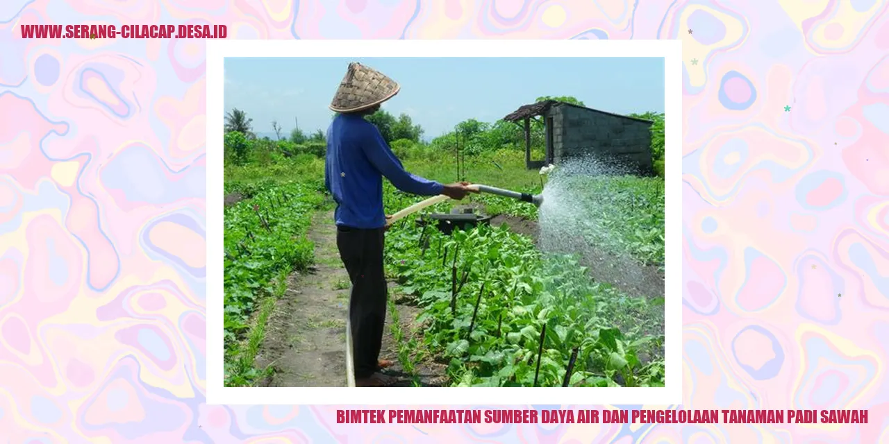 Rahasia Sukses Tanam Padi Sawah Yuk Pelajari Cara Maksimalkan Sumber